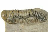 Crotalocephalina Trilobite - Atchana, Morocco #359521-3